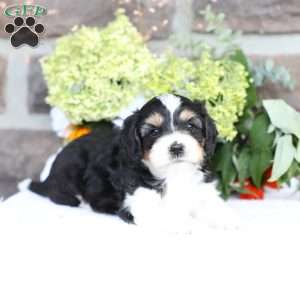 Boone, Cavapoo Puppy